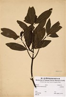 藏品(小葉雞屎樹)的圖片